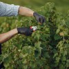 magnific.com