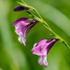 Gladiolus (italicus)