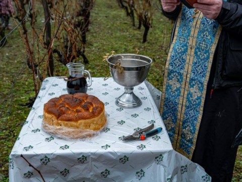 Община Твърдица отбеляза Трифон Зарезан с ритуално зарязване на лозе