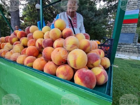 Все по-малко хора рискуват да се занимават с производство на праскови, каза Теньо Божеков, кмет на село Гавраилово, където се провежда "Златна праскова"