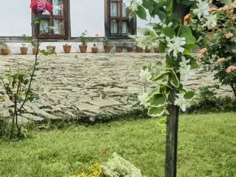 В Жеравна пресъздадоха традиционни еньовденски обичаи