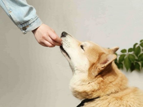 Как качествената кучешка храна се отразява на домашния ви любимец?