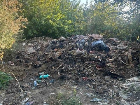 Криминалисти от сектор „Противодействие на икономическата престъпност“ към ОДМВР-Сливен са разкрили незаконно клане на животни