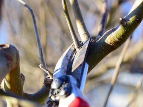 Rezitbana kd korony na durveta