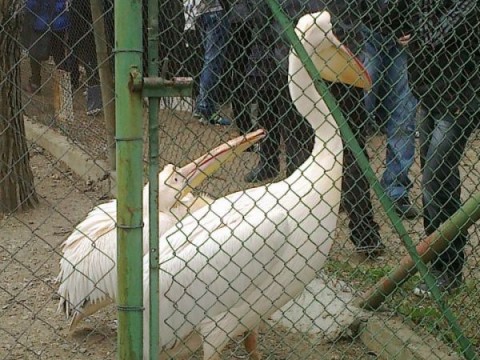 Розовият пеликан Грую
