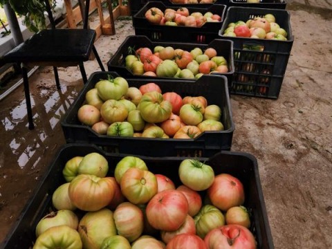 Български домат - звезда в Мадрид