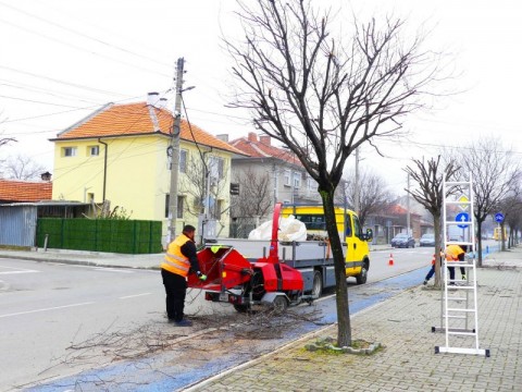 Стартира санитарна резитба на дърветата по ул. „Професор Минко Балкански“ в Нова Загора