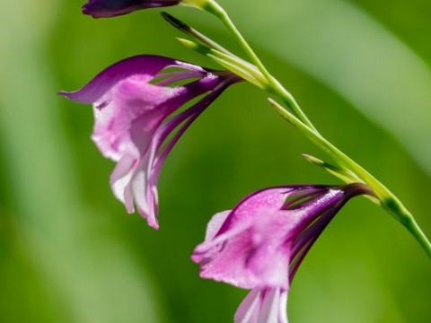 Gladiolus (italicus)