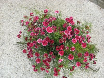 Снимка на деня 07.12.2025 г.